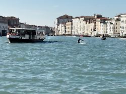 Tödliche Propeller: Boote bedrohen Venedigs berühmten Delfin Mimmo