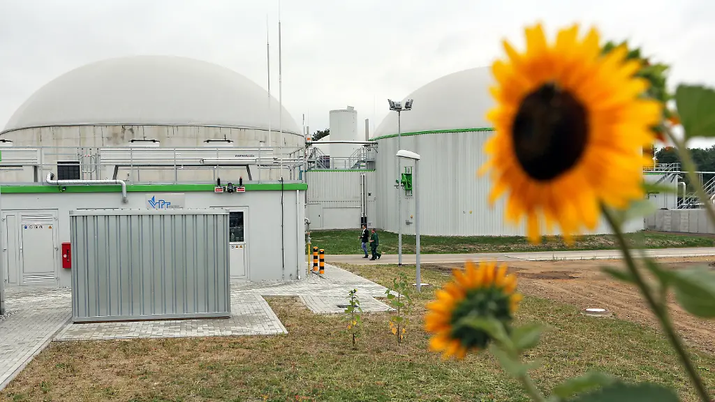 Sonnenblumen-bluehen-am-03-09-2013-vor-einer-Biogasanlage-in-Brandis-Sachsen-Am-gleichen-Tag-wurde-die-Anlage-der-Firma-juwi-GmbH-im-Landkreis-Leipzig-nach-knapp-einem-Jahr-Bauzeit-feierlich-eingeweiht-Als-Biogas-Einspeiseanlage-gehoert-sie-nach-Angaben-des-Betreibers-mit-einer-Leistung-von-700-Kubikmeter-Methan-pro-Stunde-zu-den-groessten-bundesweit-Jaehrlich-koennen-5-7-Millionen-Kubikmeter-zu-Biomethan-veredeltes-Biogas-ins-Netz-des-oertlichen-Netzbetreibers-eingespeist-werden