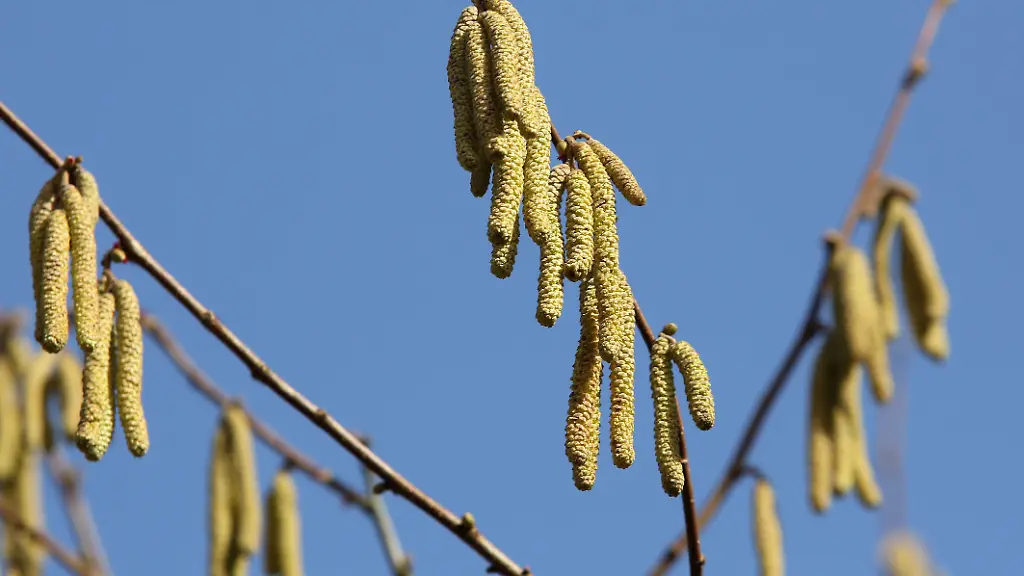 Pollen-an-einem-Baum-Symbolbild-zum-Thema-Allergie-Pollenflug-Vorfruehling-im-Siegerland-die-naechsten-Tage-soll-es-auch-weiterhin-Fruehlingshaft-bleiben-mit-angenehmen-Temperaturen-Winter-im-Siegerland-am-23-02-2021-in-Siegen-Deutschland