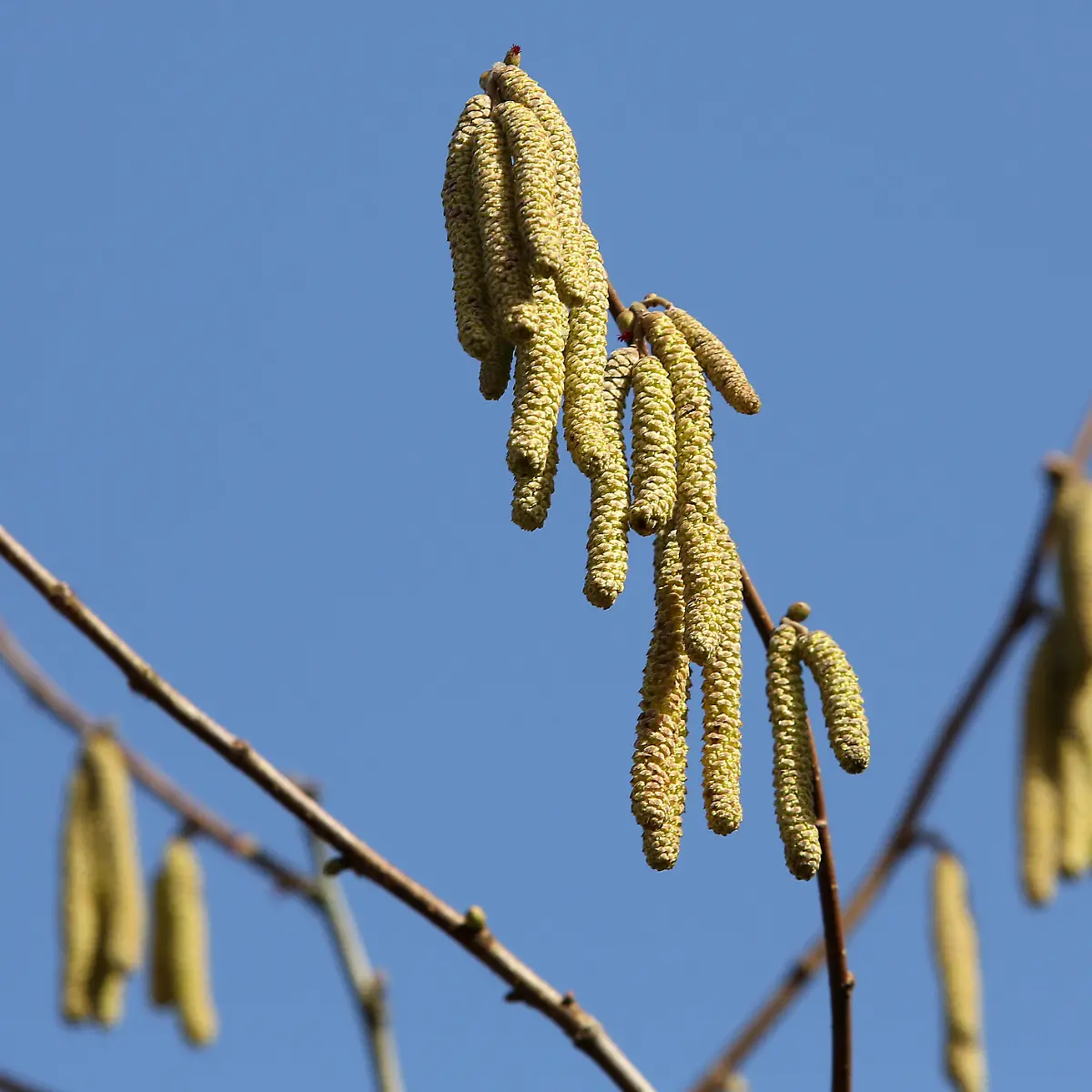 Stress lsst Pollen explodieren: Heuschnupfen kommt frher und aggressiver  - ntv.de