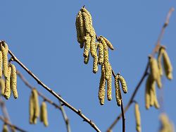 Immer früher, immer länger: Klimastress macht Pollen aggressiver für Allergiker