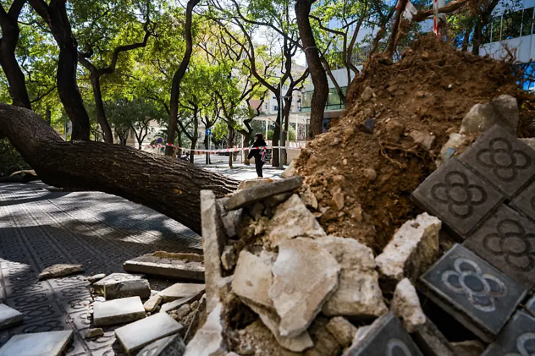 February-12-2026-Barcelona-Barcelona-Spain-A-scene-showing-the-consequences-of-severe-weather-conditions-as-strong-winds-batter-the-city-in-Barcelona-Local-authorities-reported-gusts-reaching-up-to-62-mph-100-km-h-resulting-in-fallen-trees-displaced-urban-furniture-and-toppled-motorcycles-while-causing-significant-disruptions-for-pedestrians-throughout-the-day