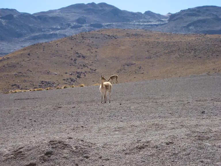 atacama-vikunja