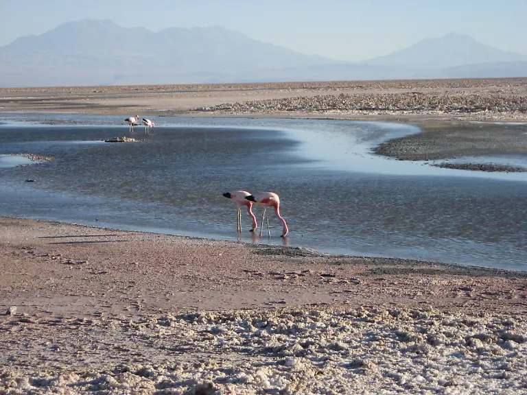 atacama-flamingos