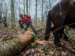 Hessen: Pferd statt Maschine – Was ist der Job der Rückepferde?