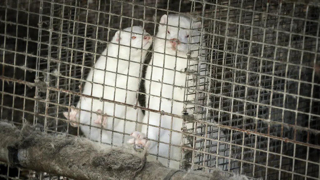 Muessen-auch-gesunde-Nerze-gekeult-werden-Viele-Farmer-haben-wachsende-Zweifel
