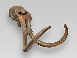 Nordrhein-Westfalen: 6,5-Meter-Wal und Monster-Dino: NRW zeigt Funde zur Ur-Zeit