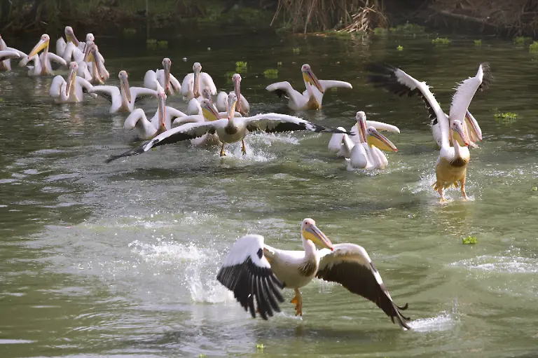 Pelicans-Djoudj-National-Park-Senegal