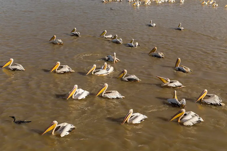 Pelicans-in-Djoudi-national-park-reserve