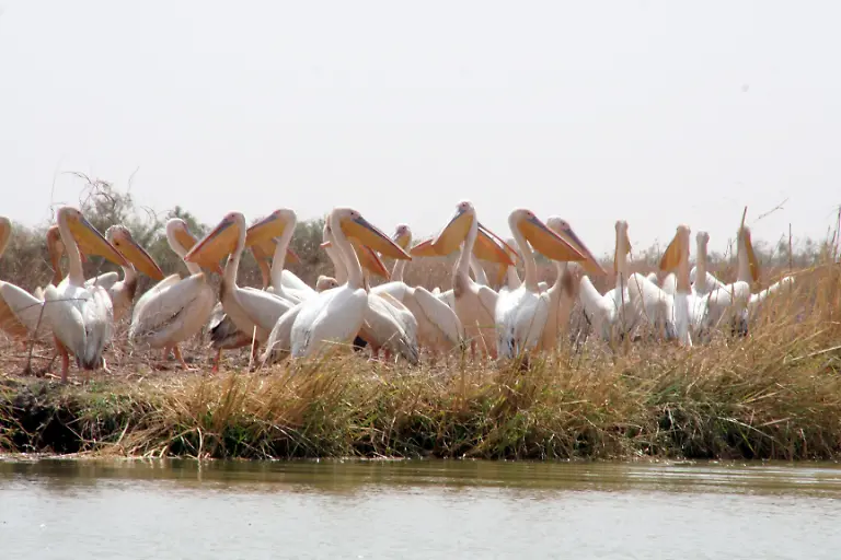 PHOTOPQR-LA-DEPECHE-DU-MIDI-JEAN-LOUIS-PRADELS-SENEGAL-FEVRIER-2013-VACANCES-AFRIQUE-PARC-NATIONAL-DU-DJOUDJ-TROISIEME-PARC-ORNITHOLOGIQUE-DU-MONDE-AU-NORD-DE-SAINT-LOUIS-DES-PELICANS