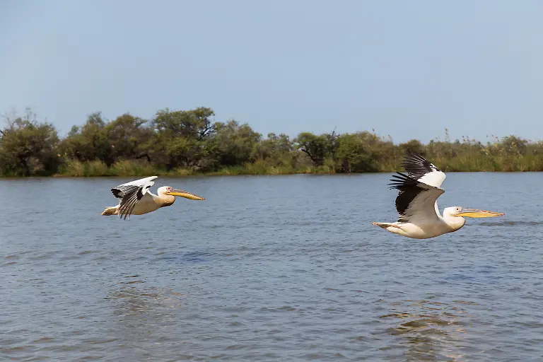 Pelicans-in-Djoudi-national-park-Pelicans-in-Djoudi-national-park-reserve-Senegal-Pelicans-in-Djoudi-national-park-reserve-Senegal-24-10-2022-Copyright-xruivalesousax-Panthermedia32541220