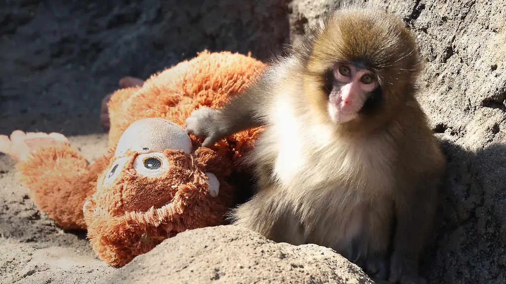 A-male-baby-Japanese-macaque-named-Punch-raised-by-zookeepers-after-being-abandoned-shortly-after-birth-clings-to-a-stuffed-orangutan-toy-at-the-Ichikawa-Zoological-and-Botanical-Garden-in-Ichikawa-Chiba-Prefecture-Thursday-Feb-19-2026-Zoo-officials-said-the-toy-was-provided-as-a-substitute-mother-because-infant-macaques-gain-strength-and-a-sense-of-security-by-holding-onto-their-mothers
