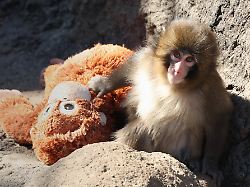 Makake von Mutter verstoßen: Äffchen Punch rührt zu Tränen - und wird zum Durchhalte-Meme