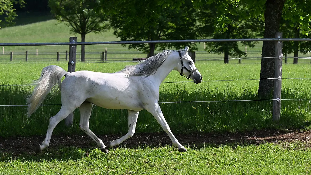 Ein-Pferd-ging-in-Radebeul-unvermittelt-durch