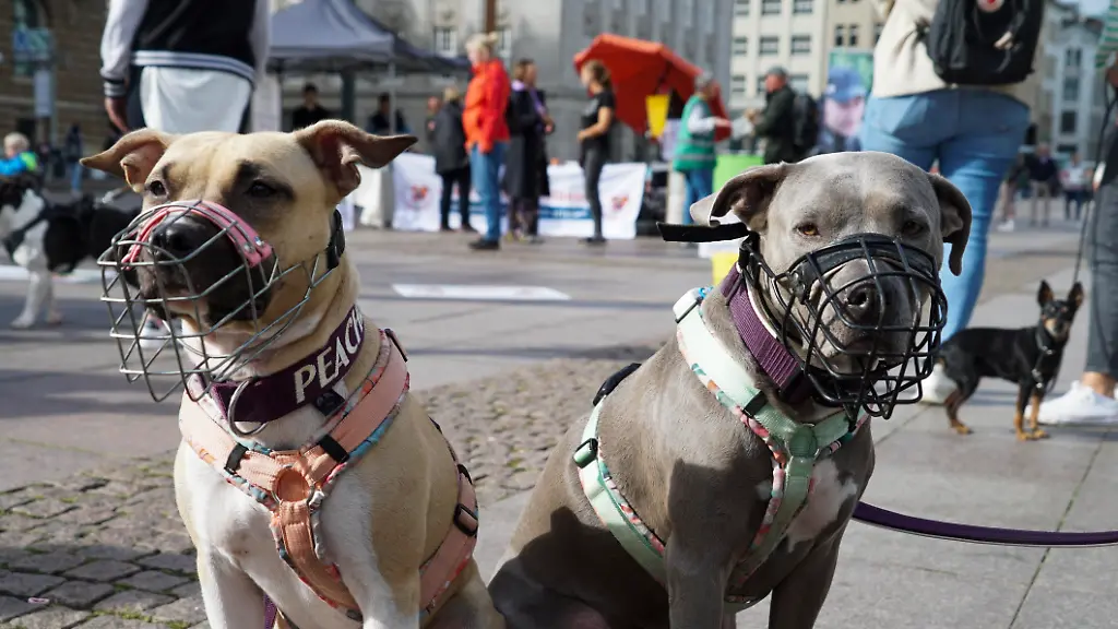 Perros de pelea con bozal más de 100 perros con sus dueños y amo se manifiestan contra la prohibición de una raza la obligación del bozal y la lista -de-clasificación-de-perros-en-el-mercado-del-ayuntamiento-de-hamburgo-La-carrera-anual-SOKA-aboga-por-más-derechos-de-los-perros-el-29-09