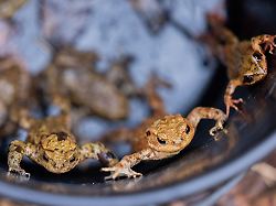 Baden-Württemberg: Straße gesperrt? Warum die Krötenwanderung so wichtig ist