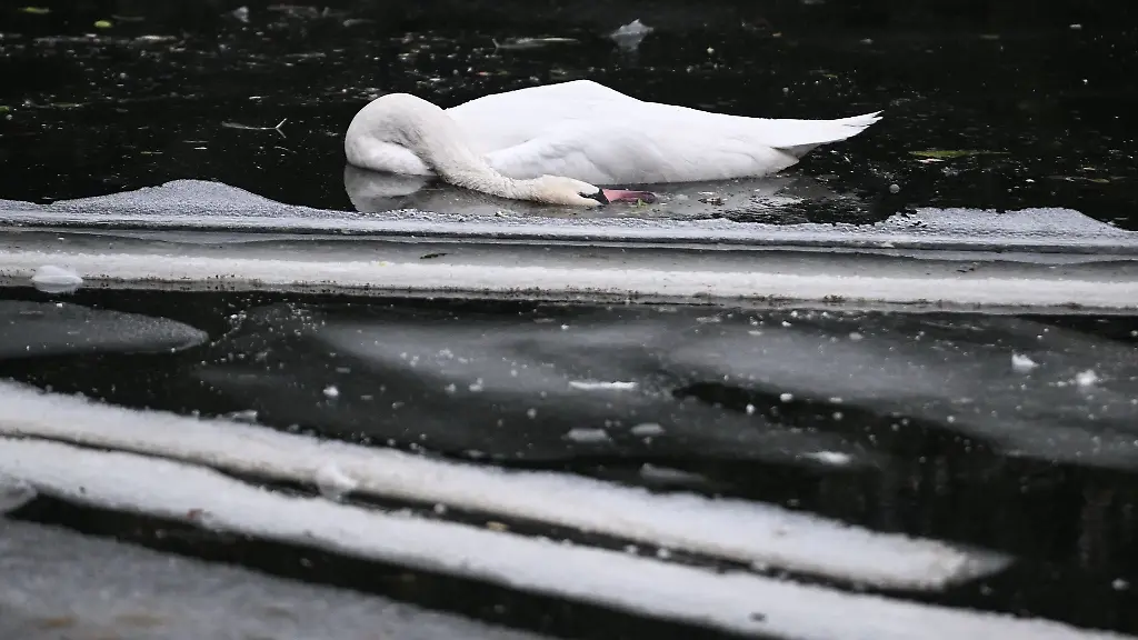 Im-Landwehrkanal-trieben-tote-Schwaene-tagelang-im-Wasser-oder-waren-festgefroren-im-Eis