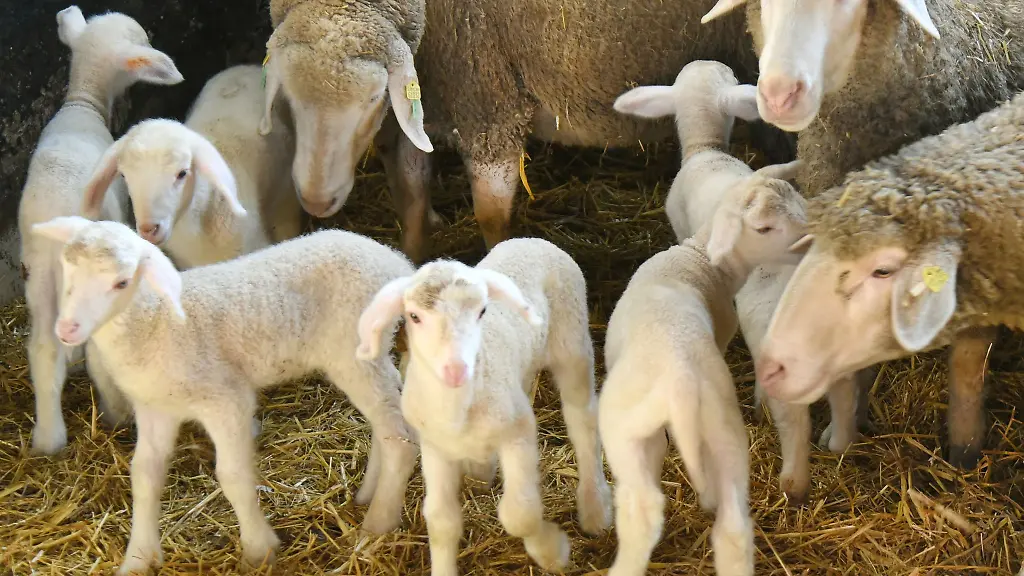 Die-Zahl-der-Laemmer-ist-in-Sachsen-wieder-gestiegen