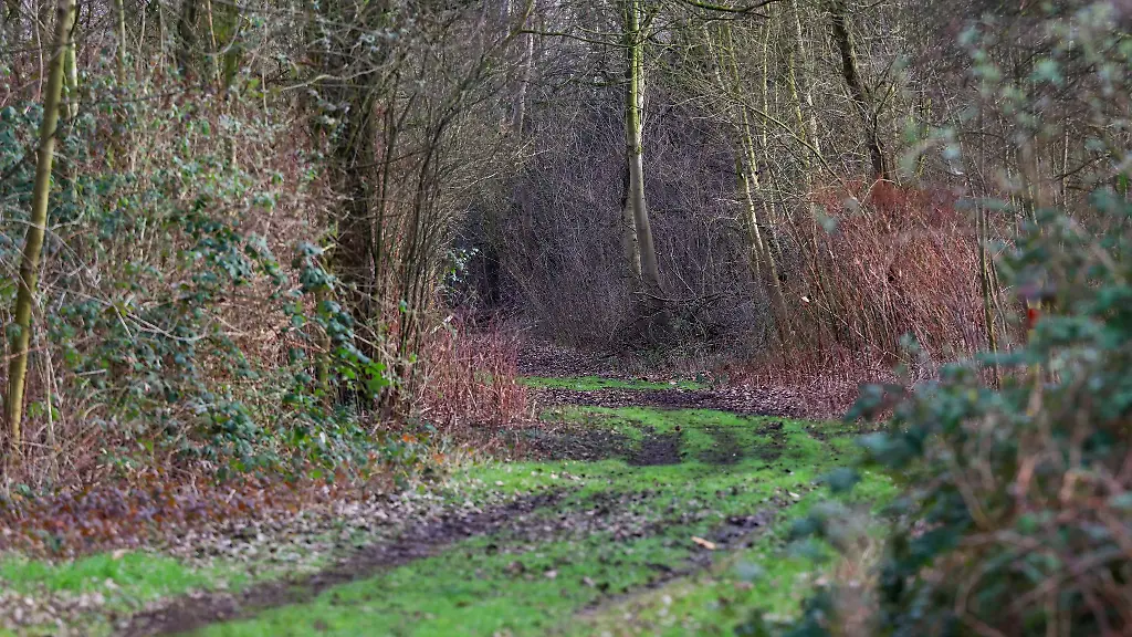 Die-Leiche-einer-Frau-war-am-Dienstag-in-diesem-Waldstueck-gefunden-worden
