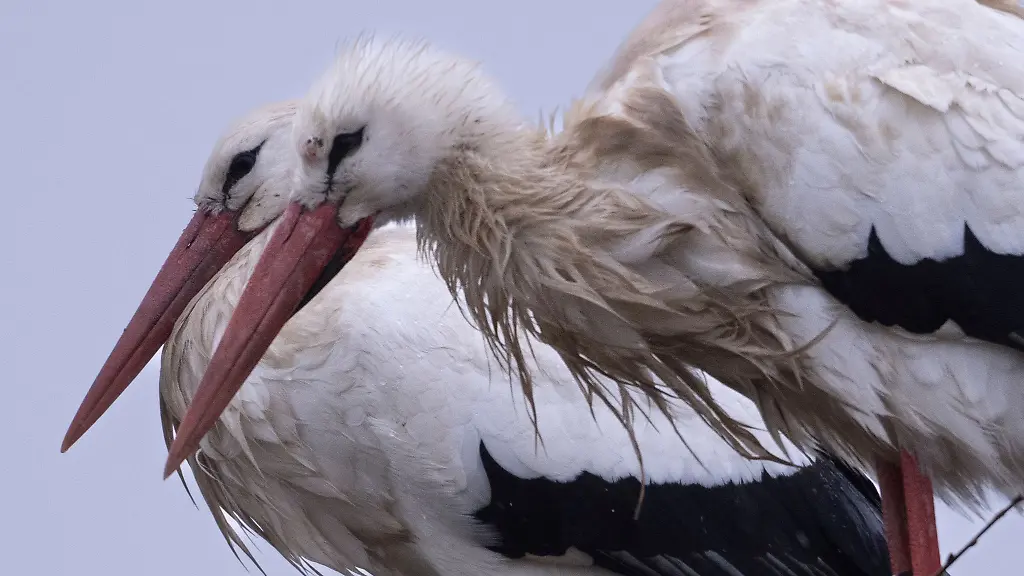 Mehr-als-1-500-Storchenpaare-brueten-in-Hessen