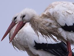 Hessen: Frühlingsboten: Störche starten in die neue Brutsaison
