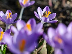 Sachsen: Die neue Woche wird frühlingshaft mild in Sachsen