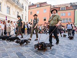 Bayern: Dackelparade in Regensburg abgesagt