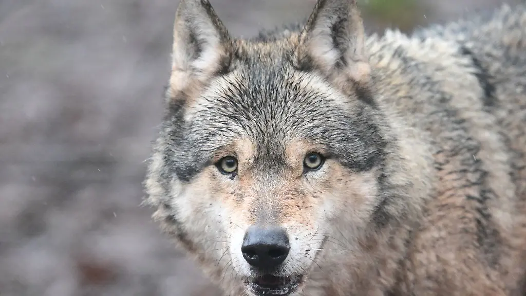 Es-ist-noch-unklar-ob-die-Ausnahmegenehmigung-zu-Abschuss-des-Wolfs-im-Nordschwarzwald-verlaengert-wird