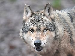Baden-Württemberg: Die Zeit läuft - für den Wolf oder für das Land?