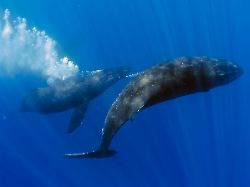 Singen können macht sexy: Alte Buckelwale erobern die Damenwelt