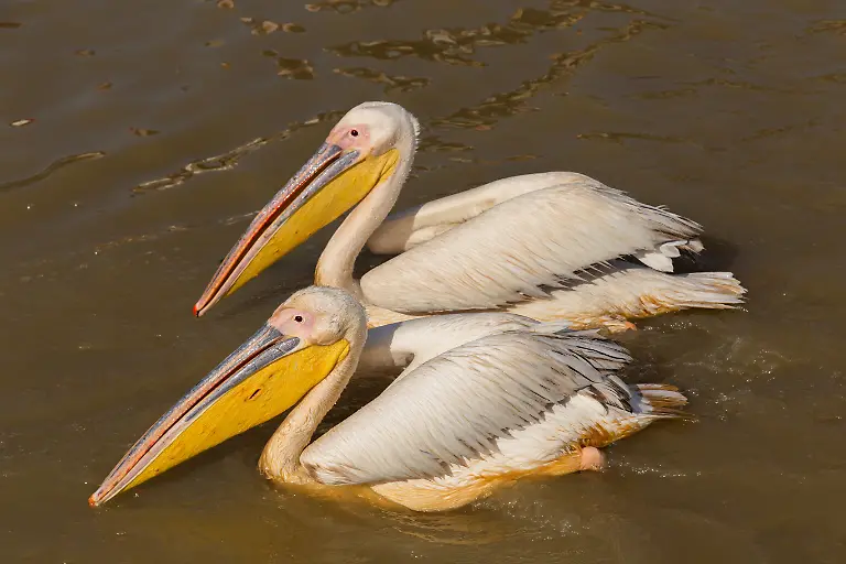 Pelicans-in-Djoudi-national-park-Pelicans-in-Djoudi-national-park-reserve-Senegal-Pelicans-in-Djoudi-national-park-reserve-Senegal-25-01-2024-Copyright-xruivalesousax-Panthermedia36534087