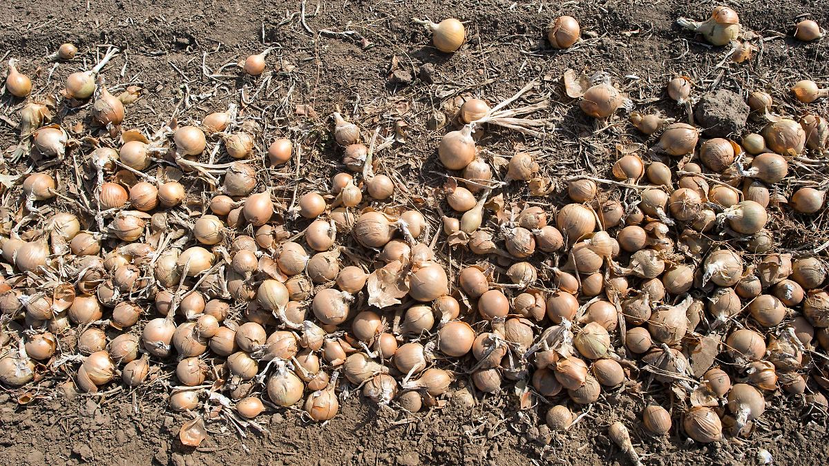 In Thüringen werden vor allem Zwiebel und Weißkohl geerntet