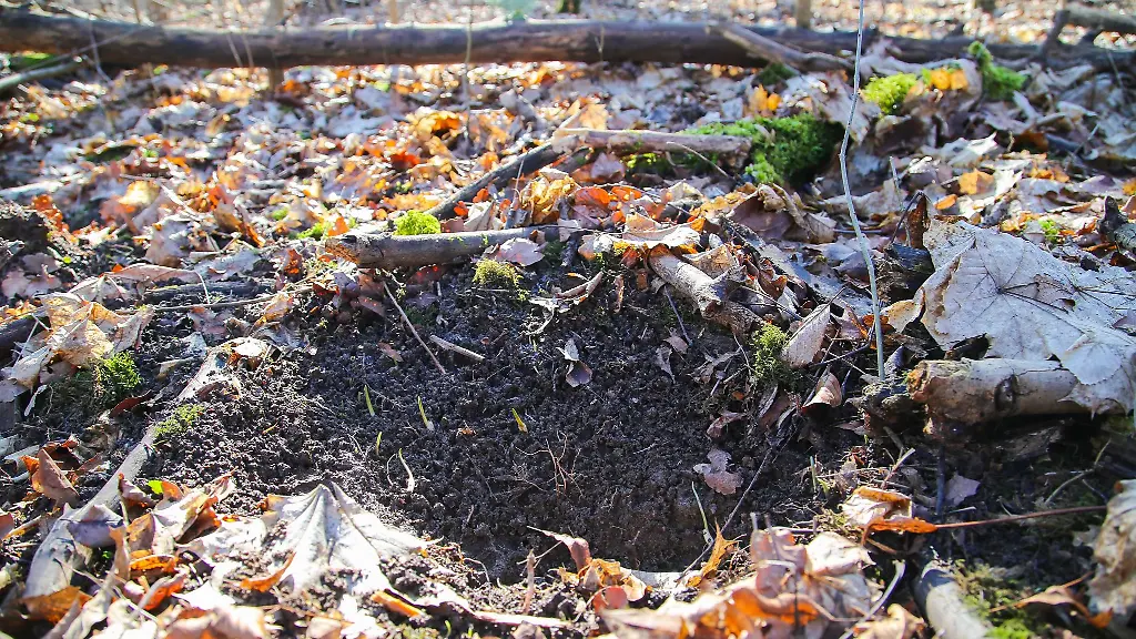 Erneut-Baerlauch-Diebe-in-der-Leipziger-Region-gefasst
