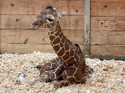 Hessen: Nachwuchs im Opel-Zoo – Hoffnung für bedrohte Netzgiraffen