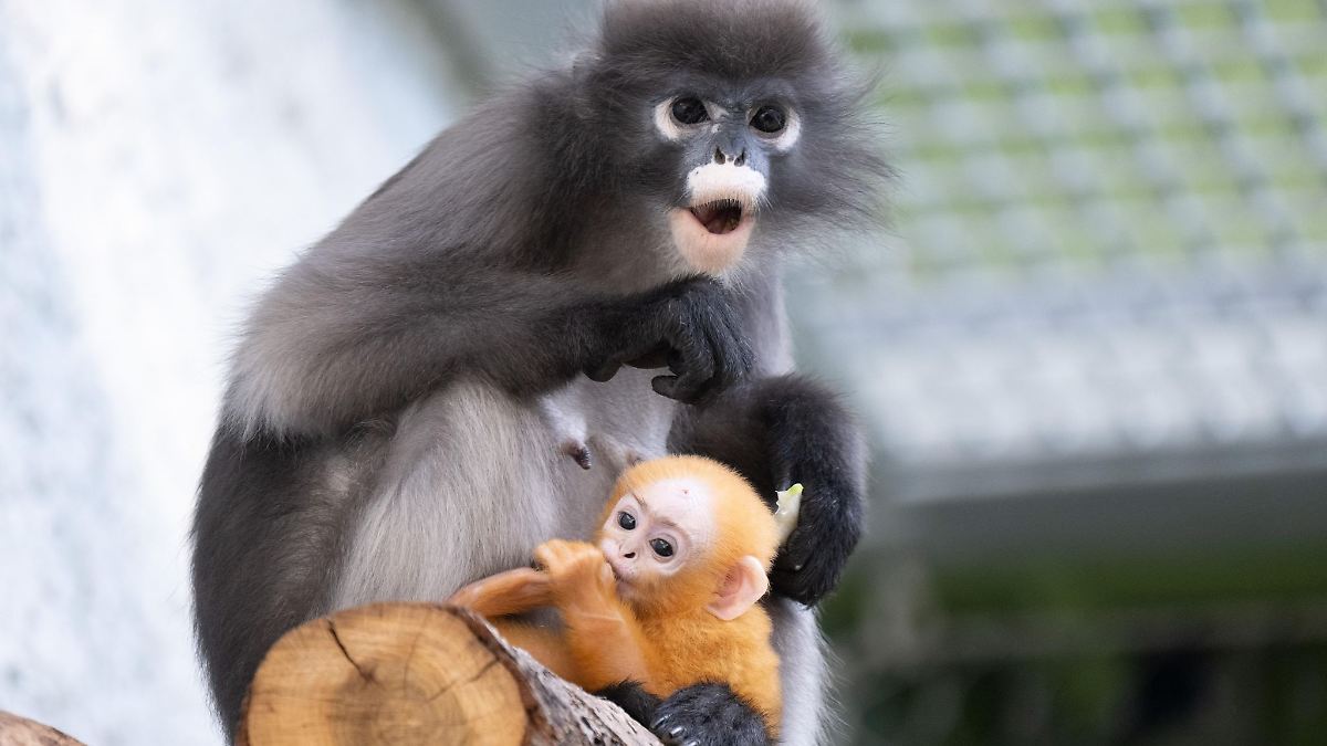 Brillenlanguren mit Nachwuchs im Zoo Dresden