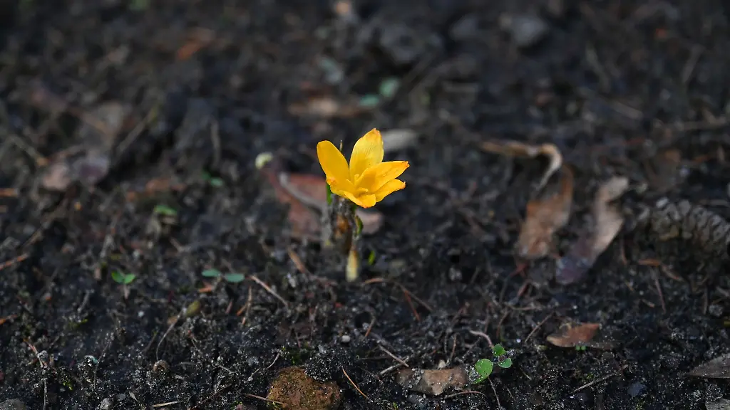 In-Berlin-und-Brandenburg-werden-die-Tage-sonnig-und-mild-die-Naechte-bleiben-jedoch-noch-kalt