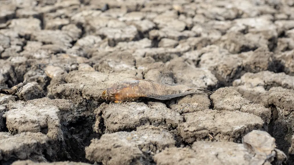Dead-fish-can-be-seen-on-the-surface-of-the-fishpond-as-water-levels-recede-due-to-the-El-Nino-phenomenon-in-Tangerang-Regency-Indonesia-on-October-17-2023