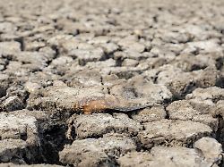 Rückkehr von El Niño möglich: Klimaphänomen könnte in diesem Jahr neue Rekordhitze auslösen