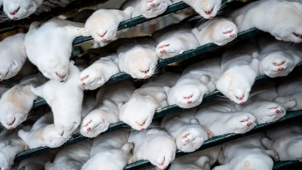 69b01161f4dcee97bcce6cf634e189b6