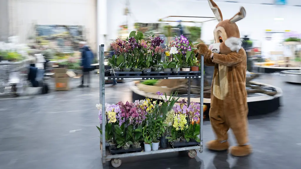 Im-Rahmen-der-Publikumsmesse-Dresdner-Ostern-findet-in-diesem-Jahr-die-Weltorchideenkonferenz-statt