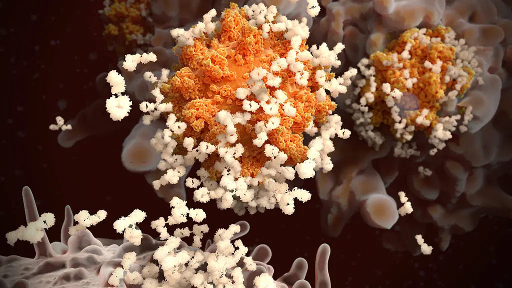 Immunreaktion-Corona