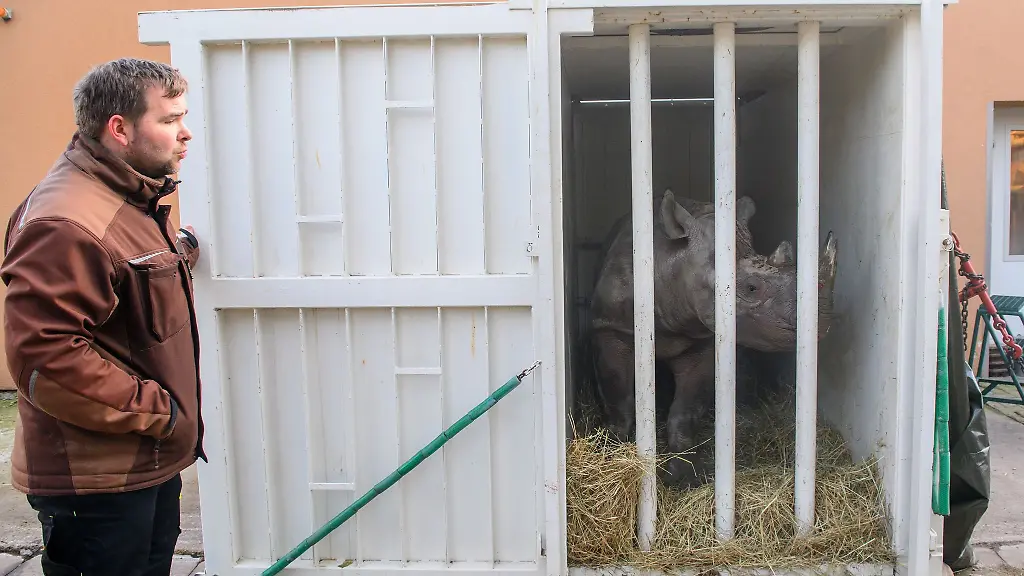 Das-Nashornweibchen-Malia-hatte-den-Transport-zuvor-geuebt