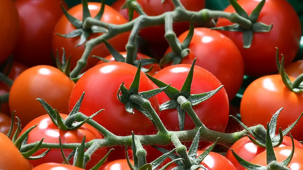 Tomaten-machten-einen-Grossteil-der-Ernte-aus