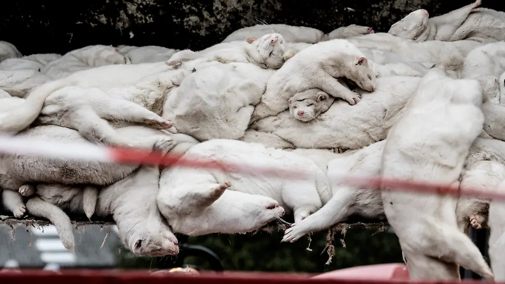 3df0a8d7149de17850b7a4db207cf12a