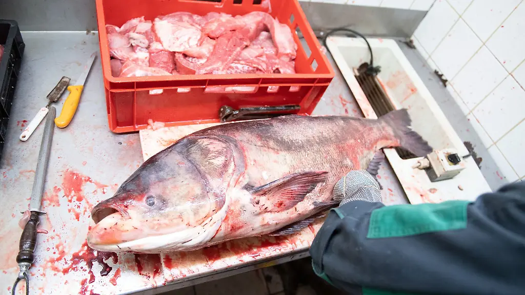 In-Thueringen-wird-fuer-den-Verzehr-von-Marmorkarpfen-geworben