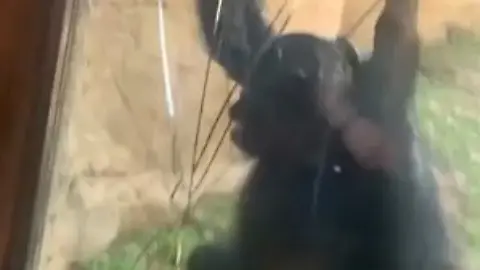 Affe Bonobo