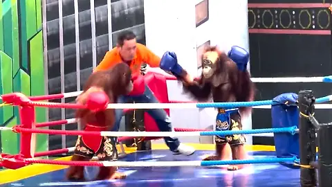 Boxaffen
