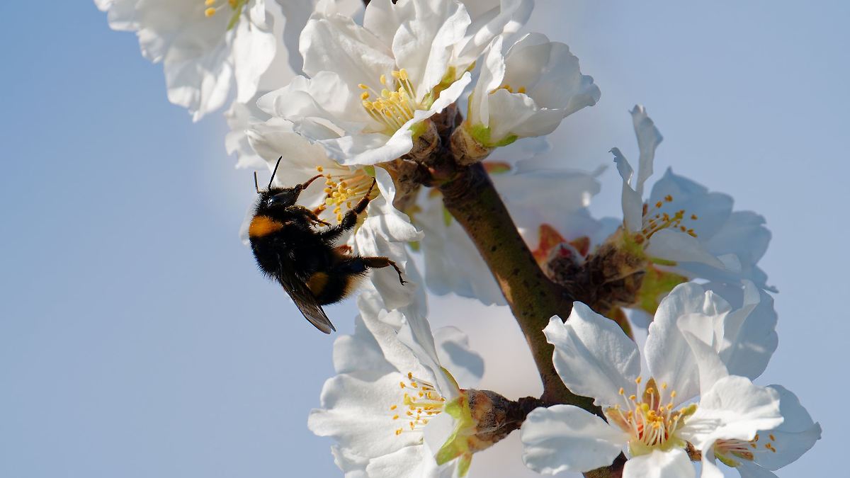 Das Fr&uuml;hlingswetter h&auml;lt an - sonnig und fast 20 Grad