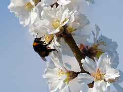 Rheinland-Pfalz & Saarland: Das Frühlingswetter hält an - sonnig und fast 20 Grad