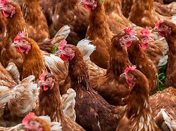Gefahr für Geflügel: 125.000 getötete Tiere wegen Newcastle-Krankheit